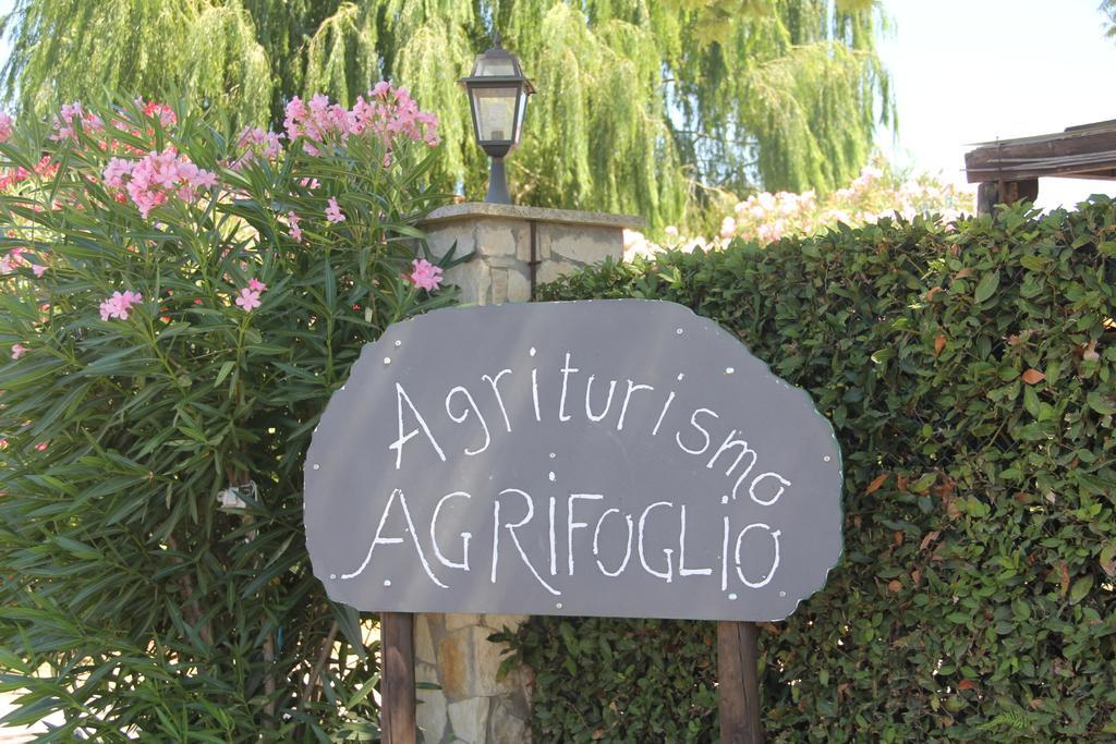Agrifoglio *